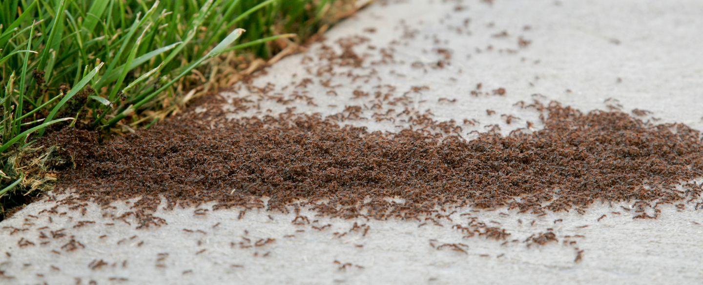 ant infestation on sidewalk next to grass pasadena ca