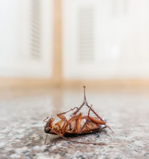 dead cockroach on tiles floor 2 pasadena ca