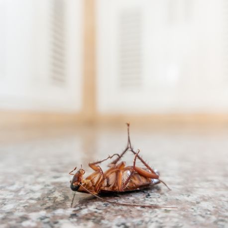 dead cockroach on tiles floor pasadena ca