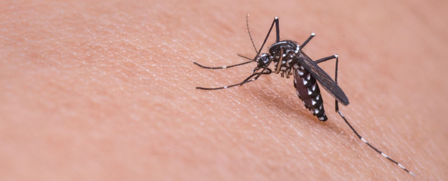 mosquito on human skin pasadena ca
