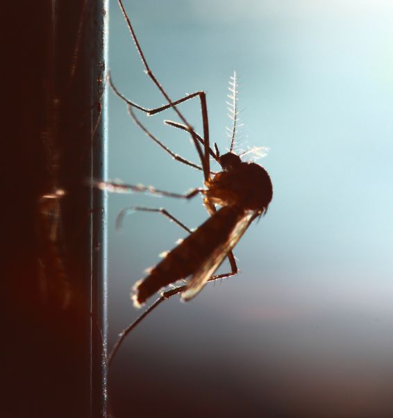 mosquito silhouette 2 pasadena ca