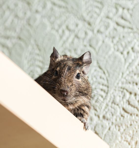 rodent degu looking from high place 2 pasadena ca