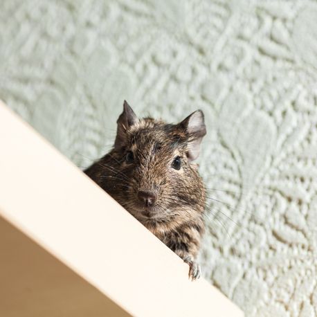 rodent degu looking from high place pasadena ca