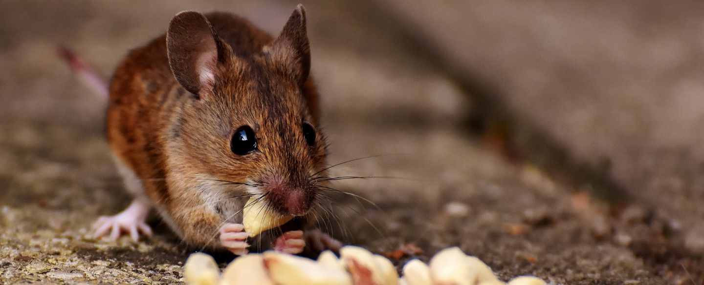 rodent eating nuts pasadena ca